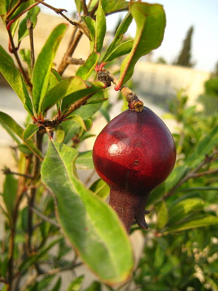 Pomegranates are one of the seven spices of Israel. Photo: Wikipedia Commons
