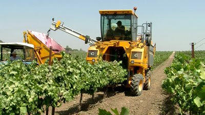 Harvest truck gathering grapes