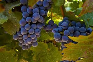 Grapes on the vine