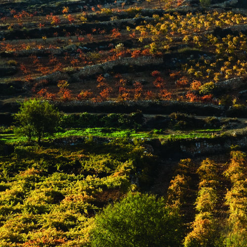 Gush Etzion in Autumn. (Photo: Yehoshua Halevi)