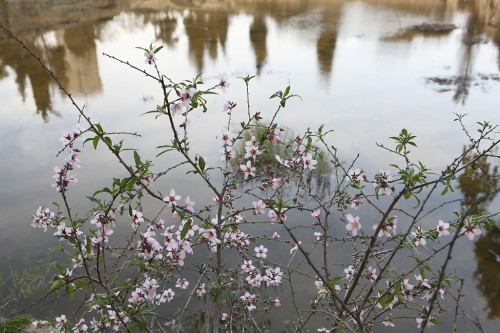 Almond blossoms in time for Tu B'Shvat [image: Wikimedia Commons]