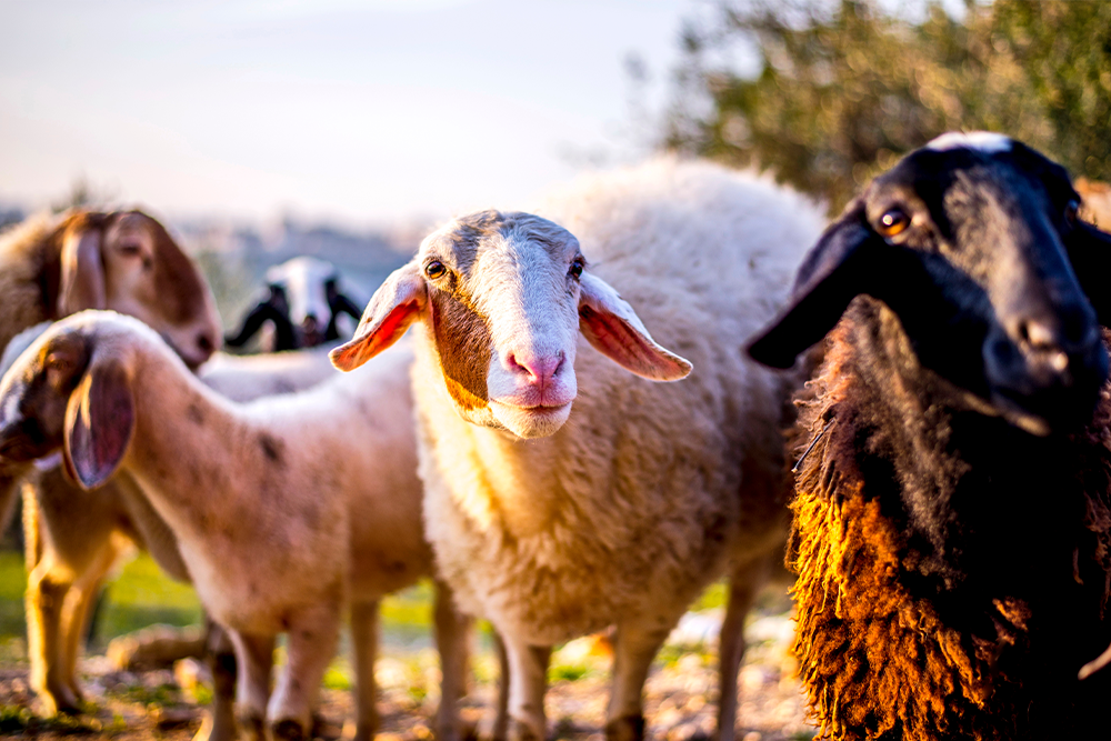 sheep