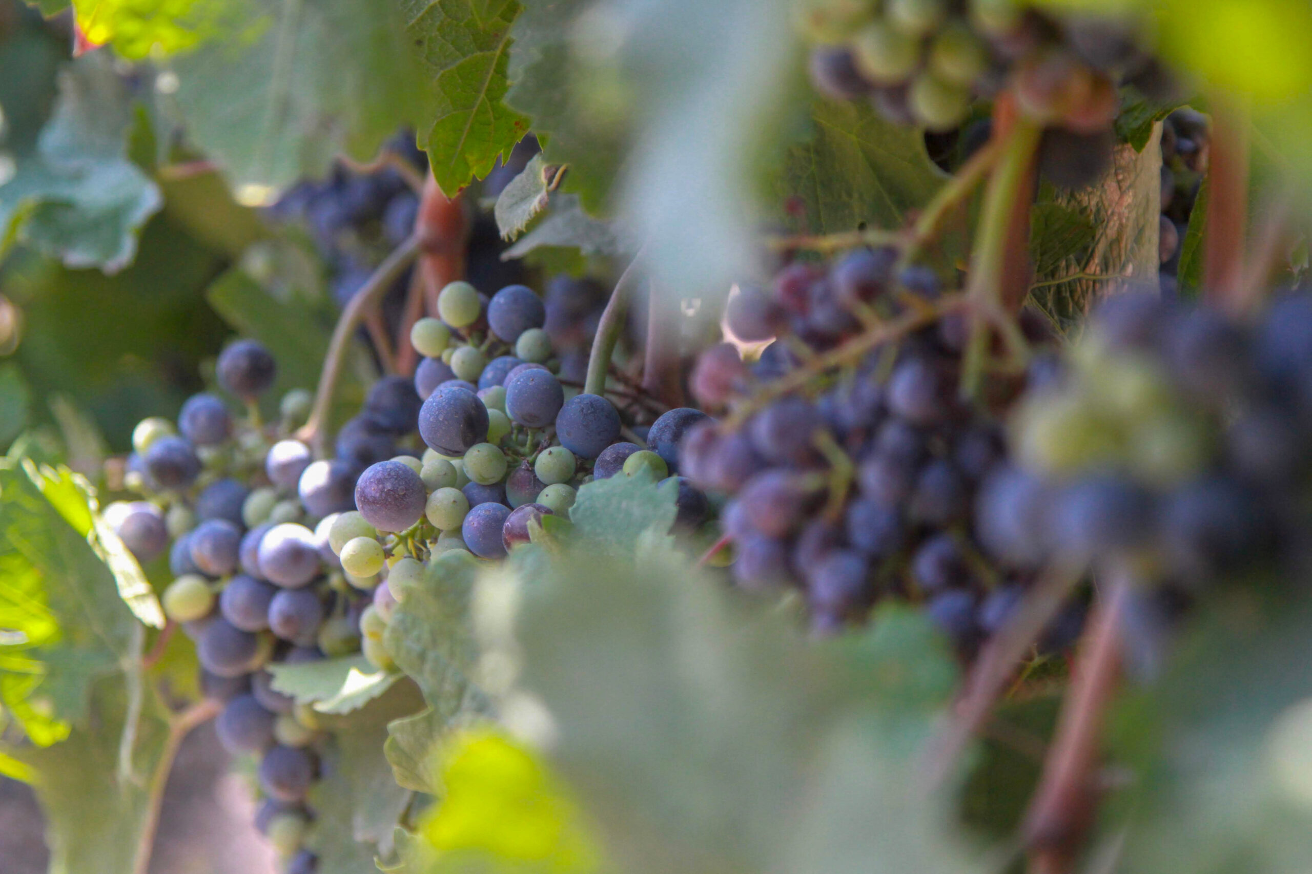 Zoomed,Red,Grapes,On,The,Vine.,The,Foreground,Is,Blurred