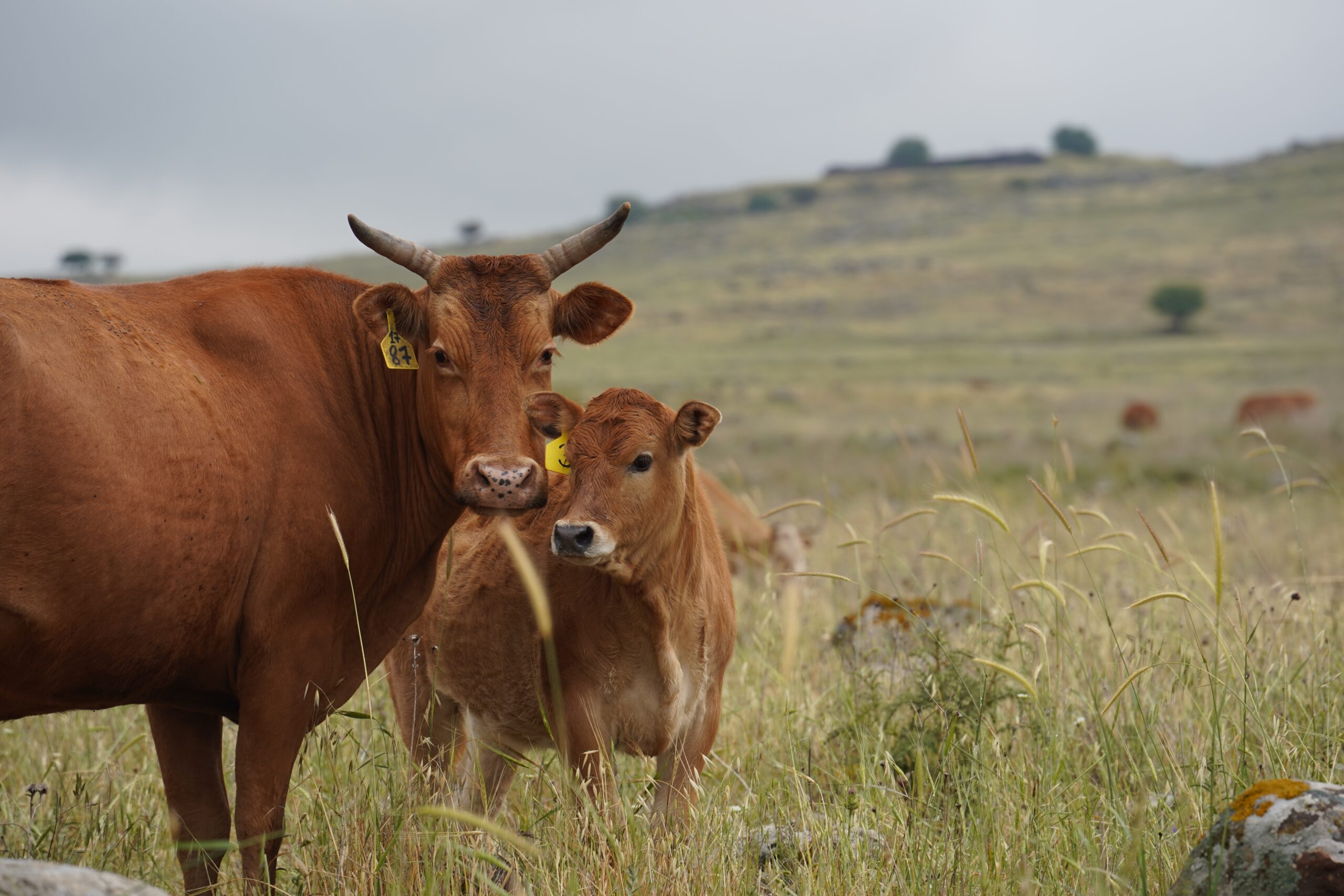 Grazing,Cows,On,The,Hills,Of,The,Golan,Heights,,